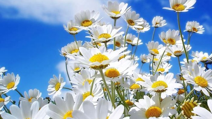 En stor mængde hvide kamilleblomster under et klart blå himmel.