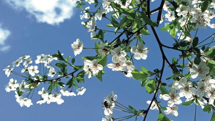 Kalenderomslag med blomstrende kirsebærblomster under en klar blå himmel for Grøndalskirken i foråret 2026.