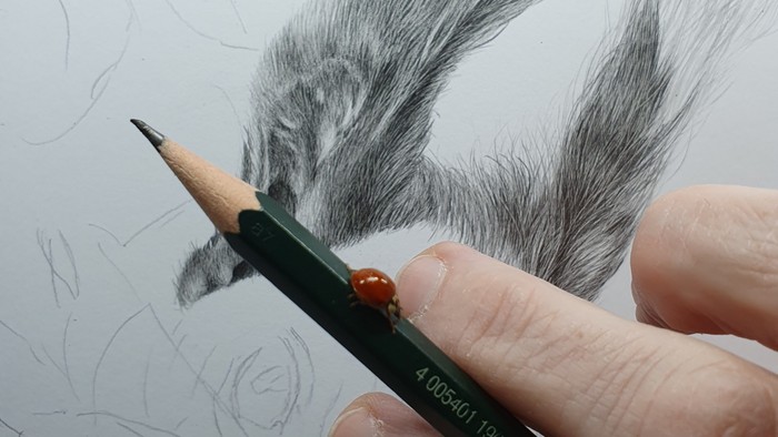 Eine detaillierte Bleistiftskizze einer Vogelfeder, die mit einem angespitzten Graphitstift erstellt wird.