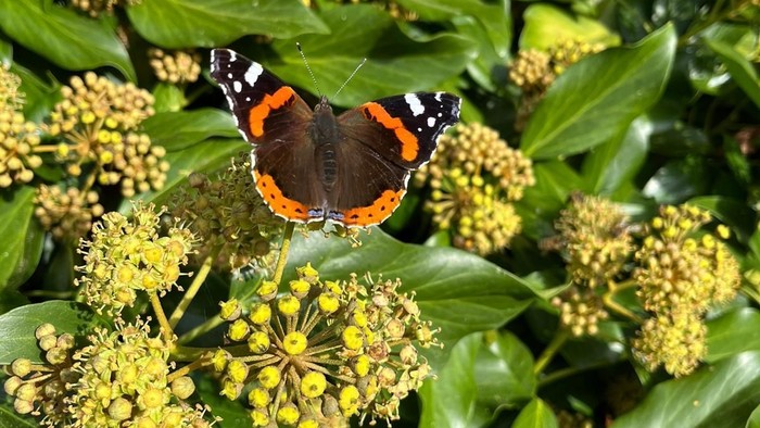 Ein Schmetterling sitzt auf gelben Blüten.