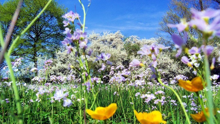 En blomstereng med blå og gule blomster under et klart blå himmel.