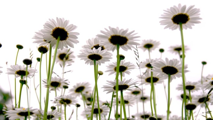 En stor mængde hvide kamilleblomster med sorte midter.