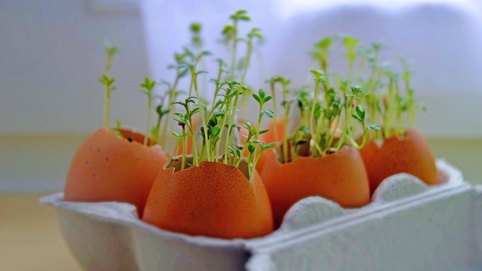 Keimende Microgreens, die aus halbierten Orangeneierschalen in einem Eierkarton wachsen.