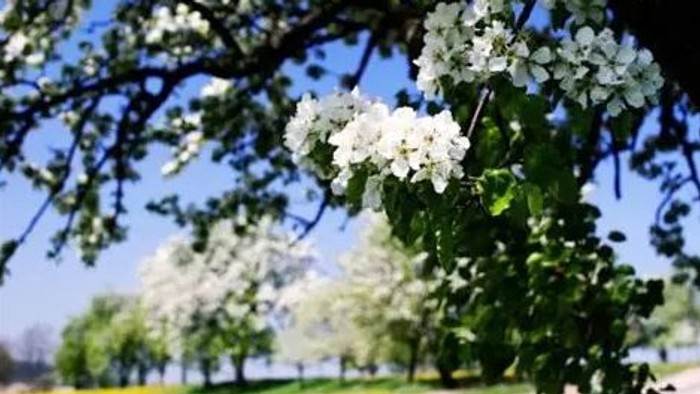 Ein blühender Baumzweig mit zarten weißen Blüten vor einem strahlend blauen Himmel und grünem Laub.