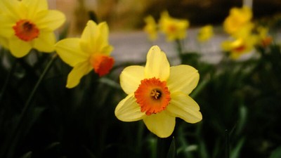 Leuchtend gelbe Narzissen mit orangefarbenen Zentren blühen lebhaft zwischen grünem Laub.