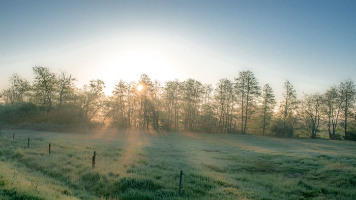 En skov med sollys gennem træerne i morgenlys