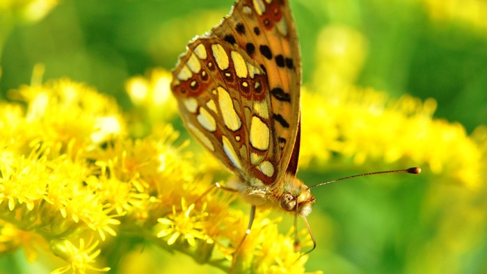 En smuk fuglepotter sitter på en gul blomst.