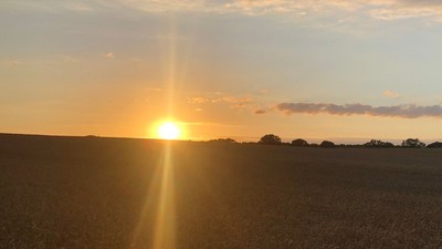 Ein Sonnenuntergang über einem weiten Feld mit hohem Getreide