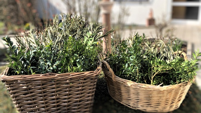 Palmzweige in zwei Körbe