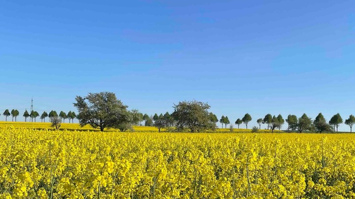 Leuchtend gelbes Rapsfeld, das sich unter einem klaren blauen Himmel mit fernen Bäumen erstreckt.