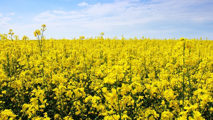 En stor felt med gule blomster under et klart blå himmel.