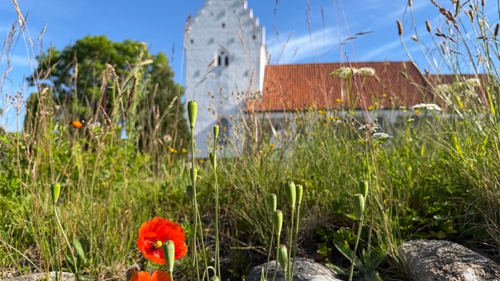 En hvid landsbykirke i baggrunden og i forgrunden et dige med valmuer og græs.