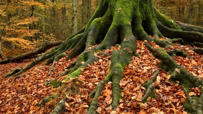 Ein großer Baum mit moosbedeckten Wurzeln in einem Wald mit herabgefallenen Blättern.