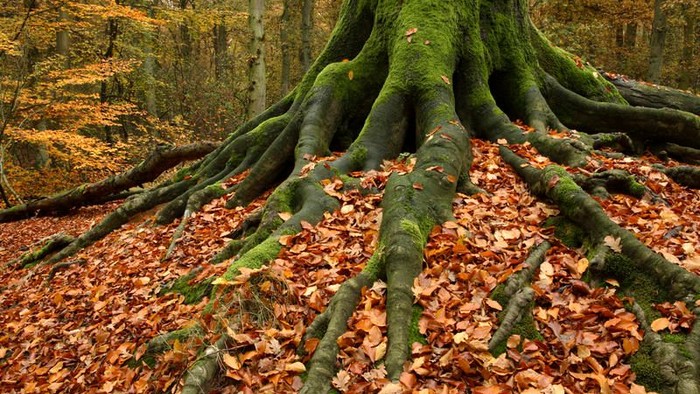 Ein großer Baum mit moosbedeckten Wurzeln in einem Wald mit herabgefallenen Blättern.