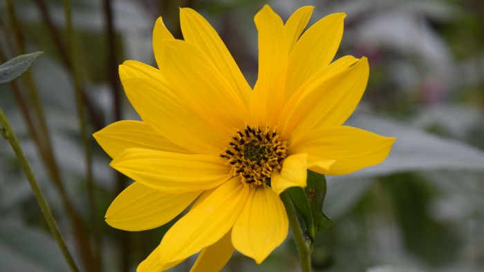 En lysgul blomst med mørke midte står frem i en grøn og blomstrende nature.