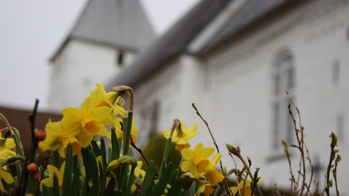 Påskeliljer foran kirken