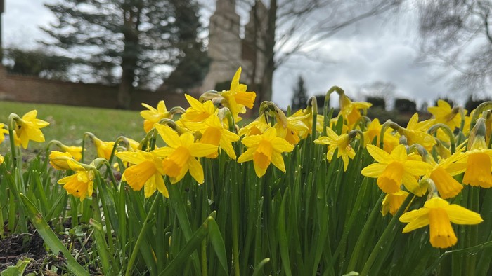 Guldaar i have med grønne blade og træer i baggrunden