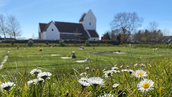 En grøn eng med mange små tusindfryd og i baggrunden en hvid kirke med rødt tag.