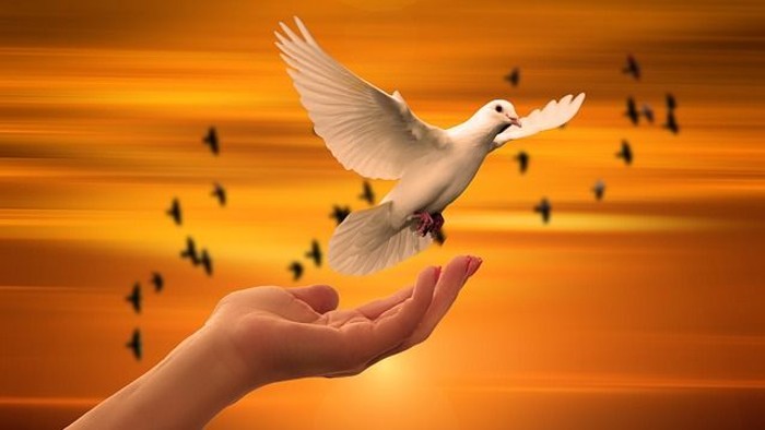 Eine ruhige Hand hält eine weiße Taube, die vor einem warmen Sonnenuntergangshimmel mit verstreuten Vögeln fliegt.