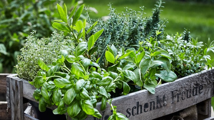 Ein Korb mit frischen Kräutern im Garten