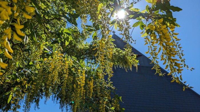 Et træ med blomster og blad ved solskin