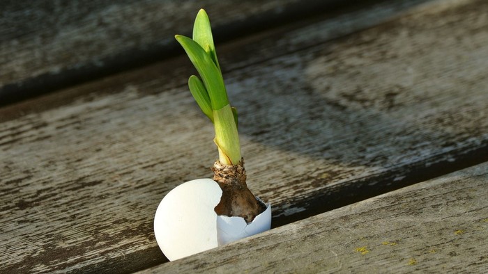 Ein kleiner grüner Spross sprießt aus einer gesprungenen Eierschale auf einer hölzernen Oberfläche.