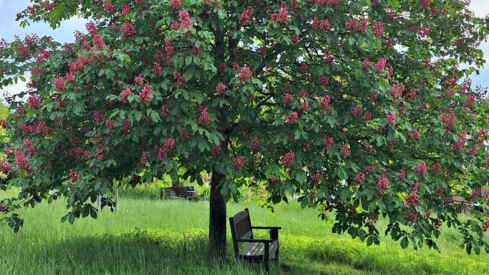 Ein blühender Kastanienbaum auf einer Wiese im Sommer mit einer Bank davor.