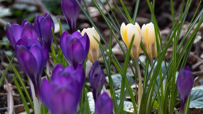 Purpur og gule krokus i blomsterbeet
