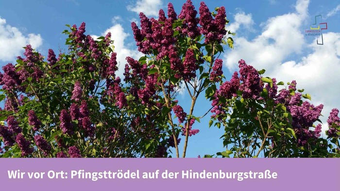 Bild zeigt Baum mit Lila Blüten und der Unterschrift Wir vor Ort: Pfingsttrödel auf der Hindenburgstraße
