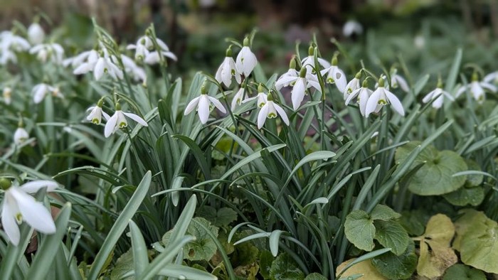 Schneeglöckchen
