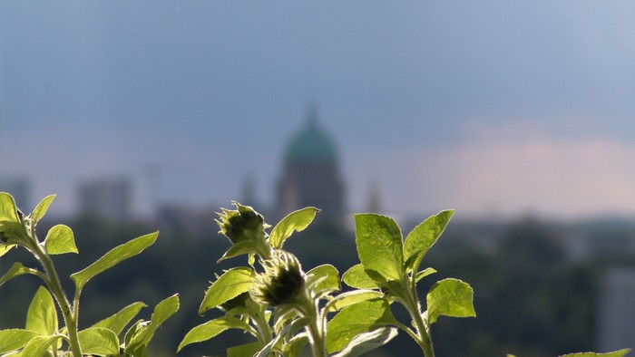 Im Vordergrund eine grüne Pflanze, im Hintergrund eine Stadt mit Kuppelbau.