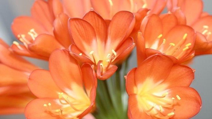 Orangene Blumen mit gelben Mitte in einer Vase