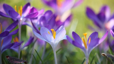 Livlige lilla krokusblomster med hvide centre blomstrer midt i frodigt grønt græs.