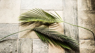 En palmegren på en stenflise