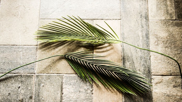 En palmegren på en stenflise