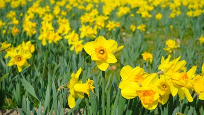 En stor mark med gule narcisser i blomst.