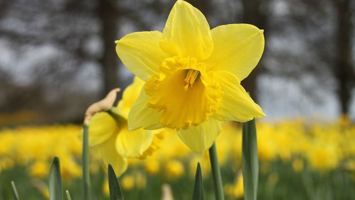 En stor og lysgul narcisstjerne i forgrunden, omgivet af flere andre narciser i en blomstereng.