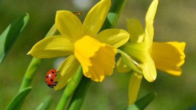 En rød og svart skjoldbille sidder på en gul narcis.