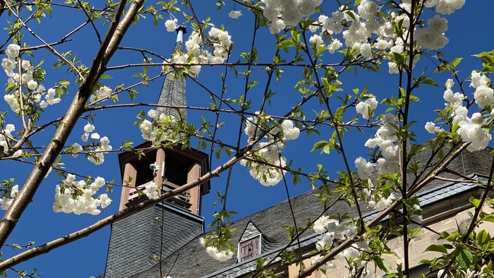 Blühender Baum vor einem Gebäude mit Uhrturm