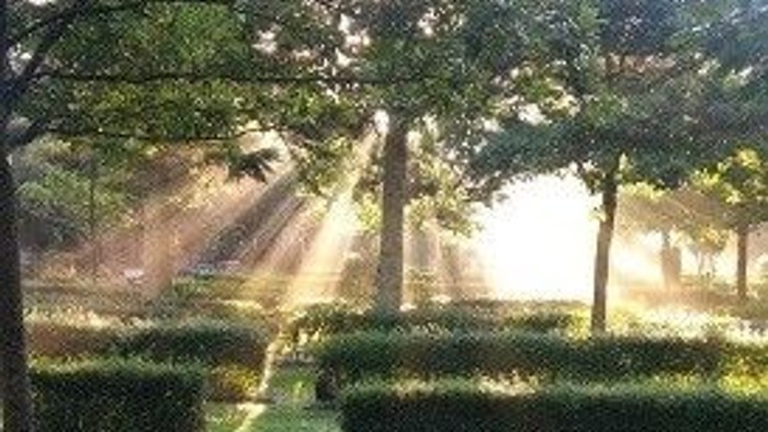 En rosenhave med høje buske og træer, belysnet af solstråler.