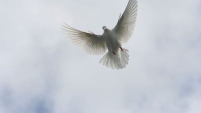 En hvid due flyver høj oppe i et skyerne.