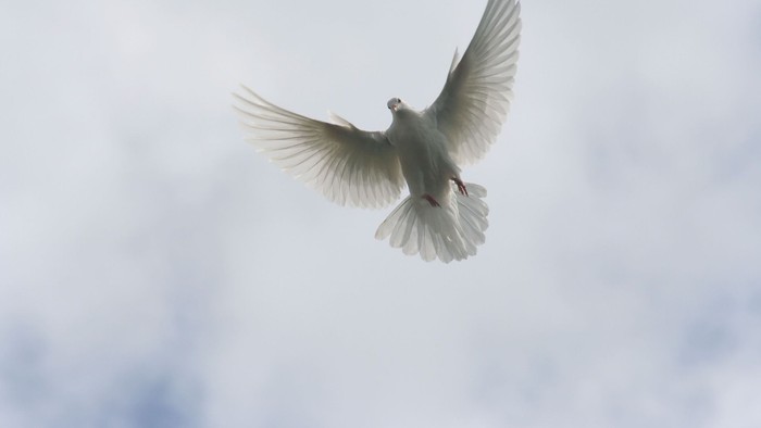 En hvid due flyver høj oppe i et skyerne.