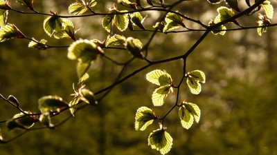 Solbeskinnede grønne blade på en trægren mod en sløret skovbaggrund.