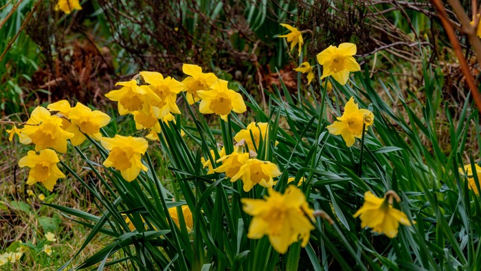 Guldaar i blomst i grønne planter