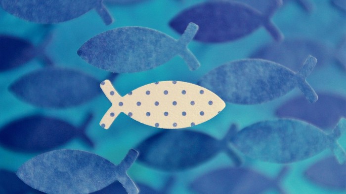 Ein einzelner weißer Fisch mit Punkten schwimmt inmitten eines blauen Fischschwarms.