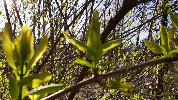 Junge grüne Blätter sprießen aus einem Zweig