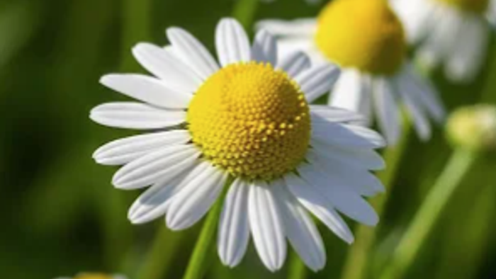 Helle Gänseblümchen mit weißen Blütenblättern und gelben Zentren blühen vor einem saftig grünen Hintergrund.