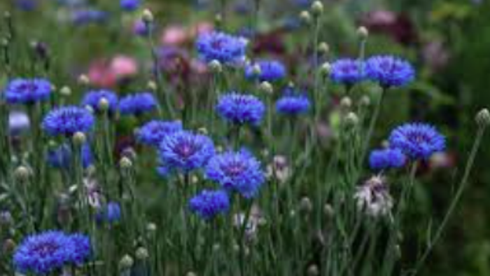 Leuchtend blaue Kornblumen blühen dicht in einer üppigen, grünen Gartenlandschaft.