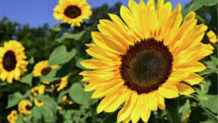 Leuchtende Sonnenblumen mit strahlend gelben Blütenblättern und dunklen Zentren, die unter einem klaren blauen Himmel baden.