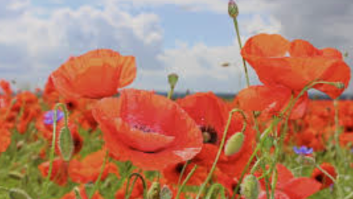 Lebendige rote Mohnblumen blühen auf einer üppigen Wiese unter einem teilweise bewölkten Himmel.